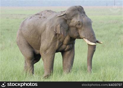 Asian elephant bull wet with mud and water