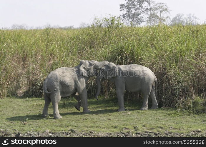 Asian elephant bulls sparring or play fighting