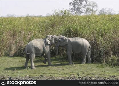 Asian elephant bulls sparring or play fighting