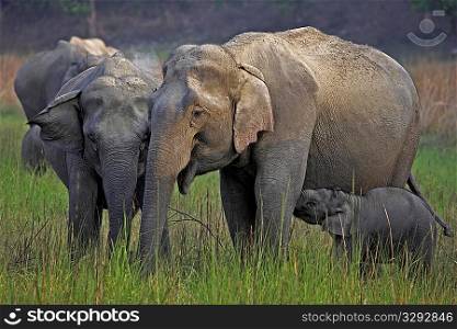 Asian elephant calf suckling from mother