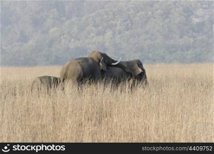 Asian elephant courting and mating