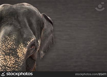 Asian Elephant face isolated background
