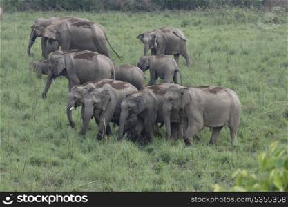 Asian elephant family foraging in the grasslands
