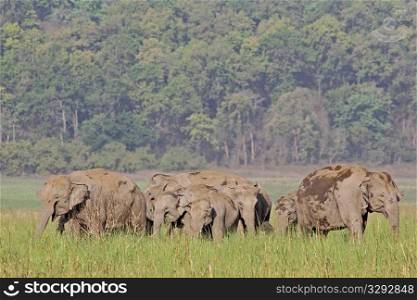 Asian elephant family grazing