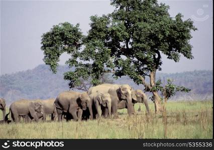 Asian elephant family herd