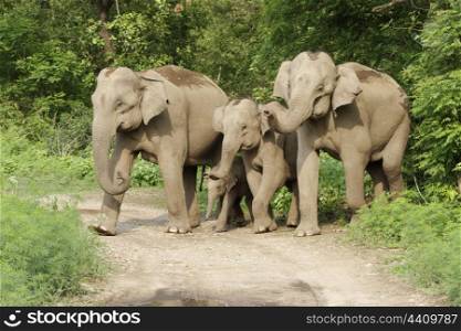 Asian elephant family with small calf