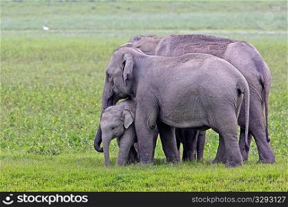 Asian Elephant female with calf