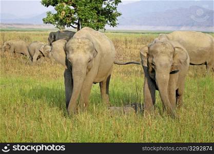 Asian elephant females guarding sleeping calf