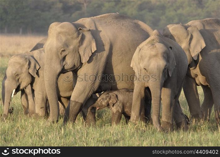 Asian elephant group with new born calf