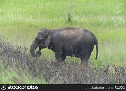 Asian elephant in the forest, Khao Yai National Park