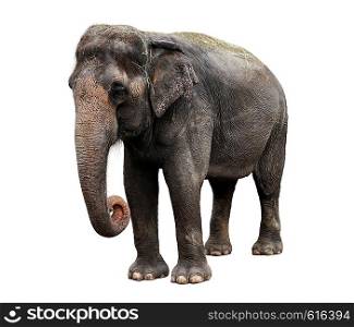 Asian Elephant Isolated On White Background