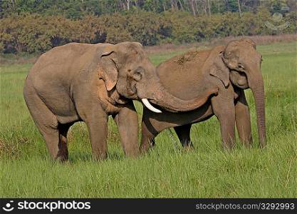 Asian elephant male in musth courting female