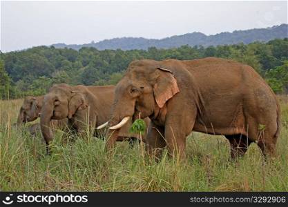 Asian elephant male in musth feeding with elephant herd