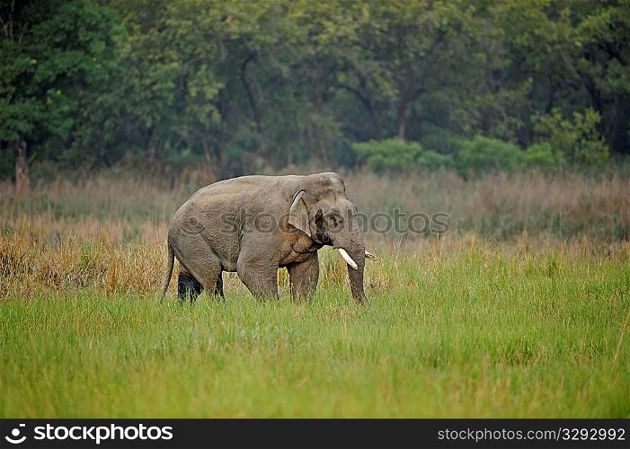 Asian elephant male in musth searching for females