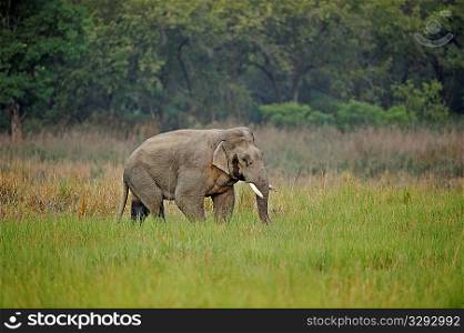 Asian elephant male in musth searching for females