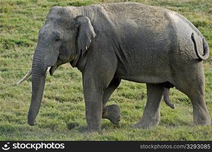 Asian elephant male with broken tusks
