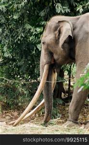 Asian Elephant Male with long tusks , The forks are fangs that have been developed to be larger, can be used as weapons and leverage objects.