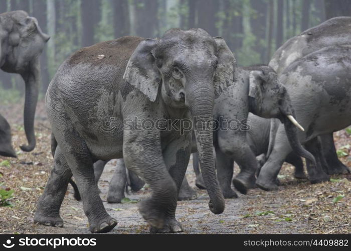 Asian elephant matriarch being watchful