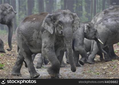 Asian elephant matriarch being watchful