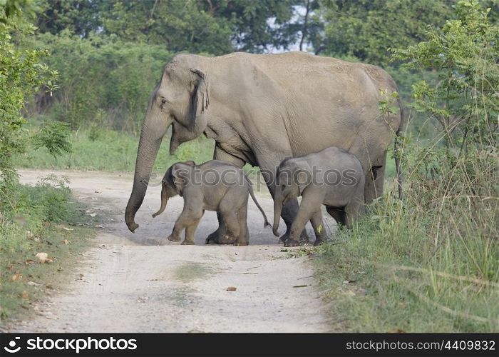 Asian elephant matriarch with twin calves