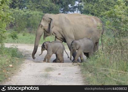 Asian elephant matriarch with twin calves