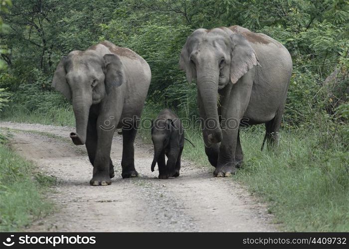 Asian elephant mother and aunt with calf