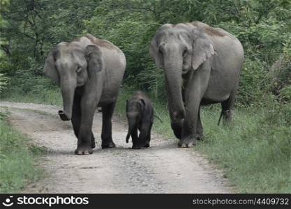 Asian elephant mother and aunt with calf