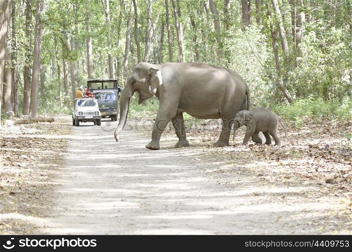 Asian elephant mother and calf crossing road and watched by tourists
