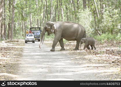 Asian elephant mother and calf crossing road and watched by tourists