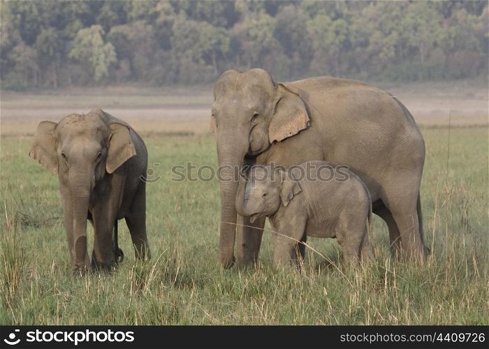 Asian elephant mother reassuring calf