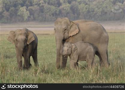 Asian elephant mother reassuring calf