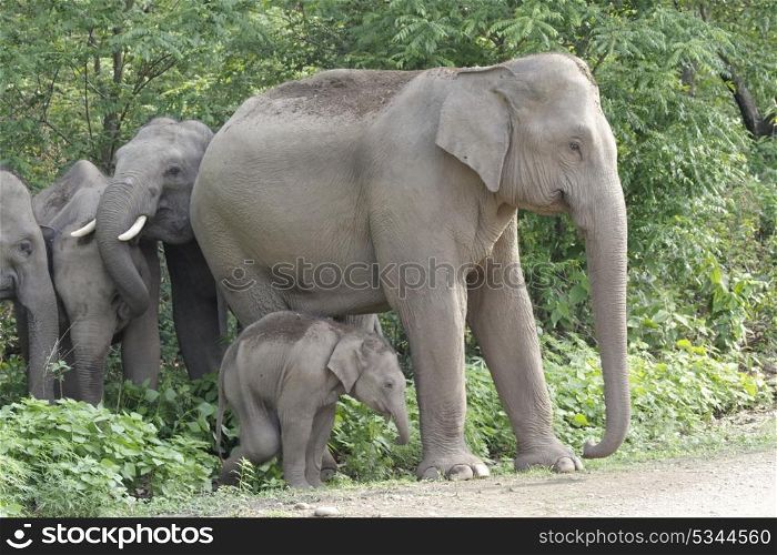 Asian elephant mother with sick calf
