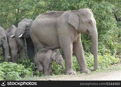Asian elephant mother with sick calf