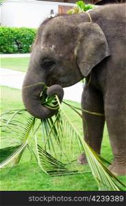 asian elephant on green garden