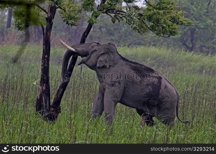 Asian elephant pushing tree