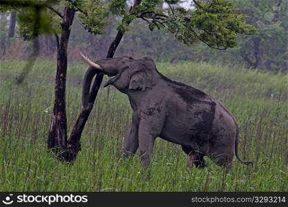 Asian elephant pushing tree