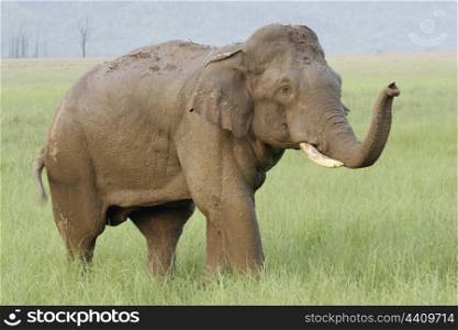 Asian elephant tusker