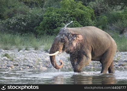 Asian elephant tusker enjoying bath