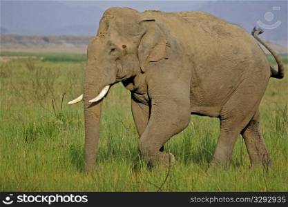 Asian elephant tusker potrait in Dhikala grasslands