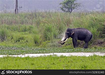 Asian elephant tusker spraying water