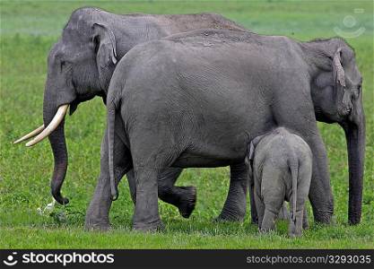 Asian elephant tusker with female and calf