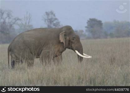 Asian elephant tusker with long tusks in fading light
