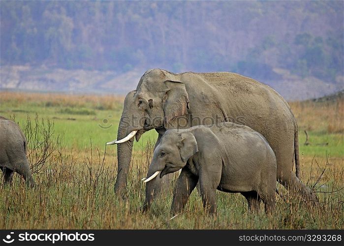 Asian elephant tuskers in Corbett NP, India