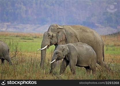 Asian elephant tuskers in Corbett NP, India