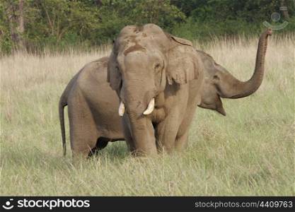 Asian elephants courting
