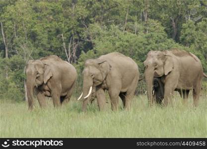 Asian elephants feeding