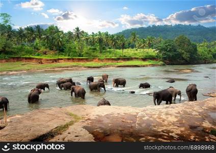 Asian elephants in the park of sunshine. Elephants in park