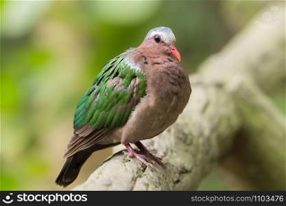 Asian Emerald Dove (Chalcophaps indica) perching on the wooden rail in the garden with copy space.