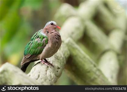 Asian Emerald Dove (Chalcophaps indica) perching on the wooden rail in the garden with copy space.