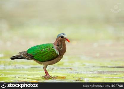 Asian Emerald Dove (Chalcophaps indica) walking on the concrete floor in the garden with copy space.